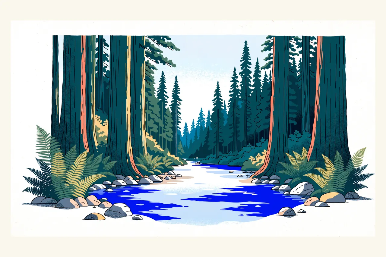 Illustration: the clear San Lorenzo River running between tall coast redwoods and ferns