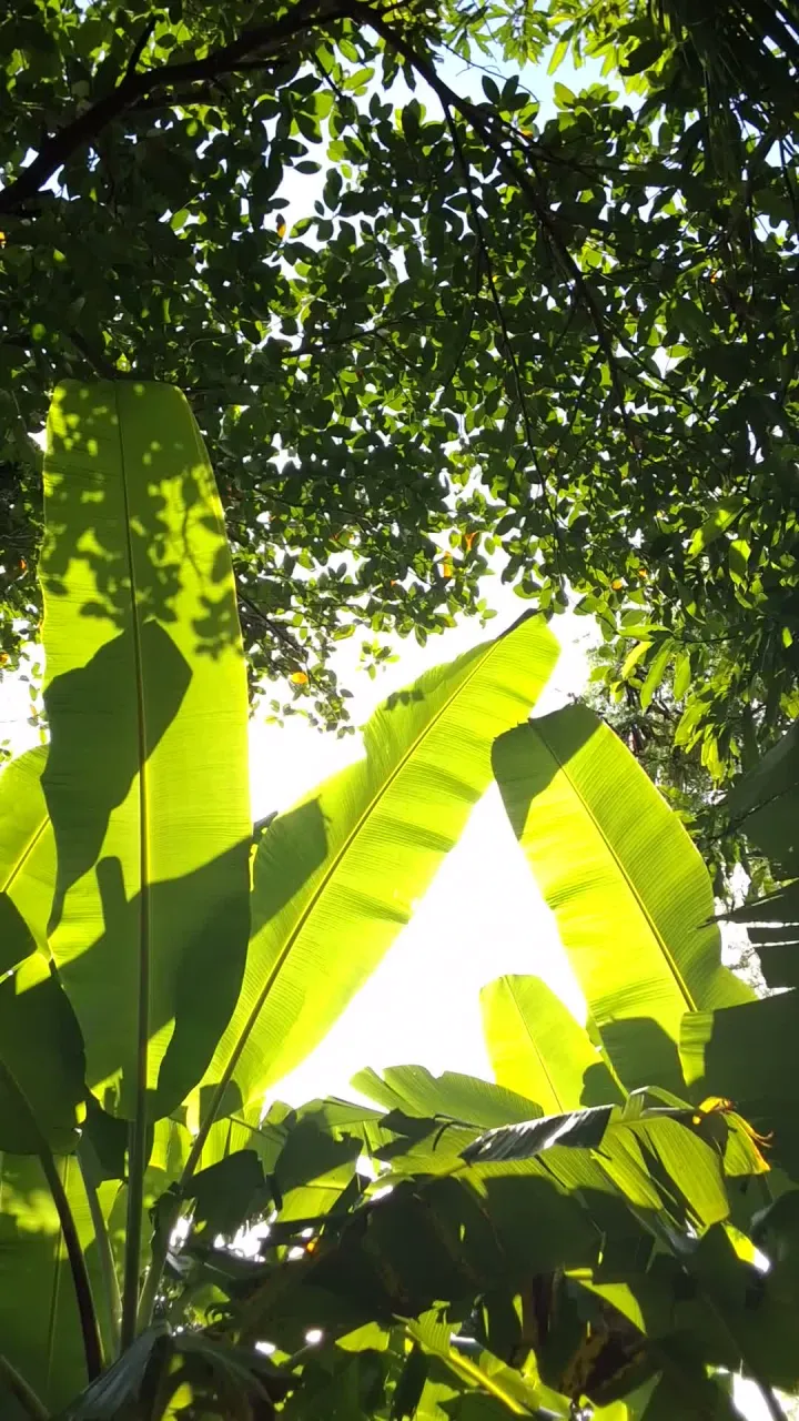 Botanical visual from the Aliza website.